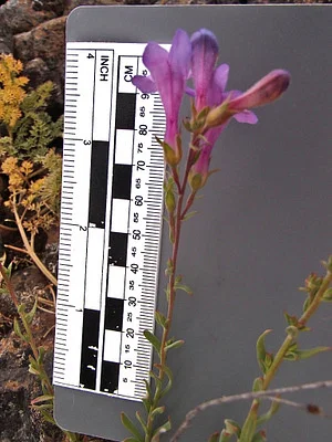 Photo of Penstemon gairdneri taken at Douglas County