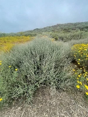 Photo of Eriogonum cinereum taken at Point Mugu State Park