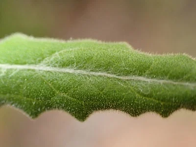 Photo of Pseudognaphalium biolettii taken at Veeh Creek Open Space