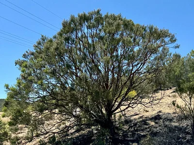 Photo of Adenostoma sparsifolium taken at Beauty Mountain Wilderness