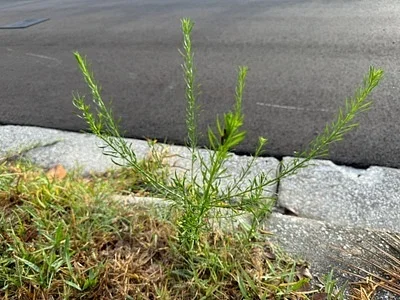 Photo of Halictus poeyi taken at Coral Springs