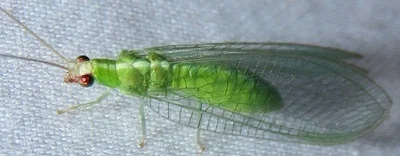 Photo of Chrysopodes collaris taken at Red Bug Slough Preserve