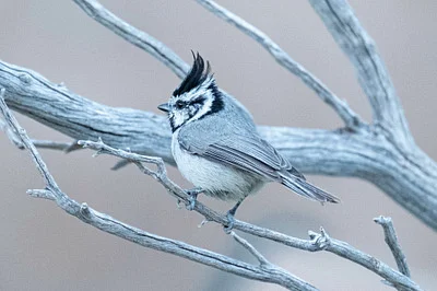 Photo of Baeolophus wollweberi taken at Red Rock State Park
