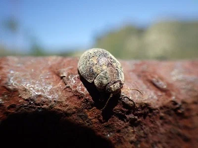 Photo of Australian Tortoise Beetle (Trachymela sloanei) taken at Merced