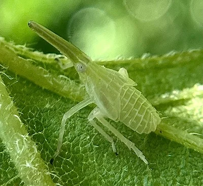 Photo of Partridge Planthopper (Scolops sulcipes) taken at Spring Lake Nature Preserve