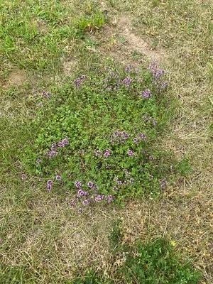 Photo of Wild Thyme (Thymus pulegioides) taken at Mathewson State Forest