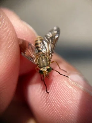 Photo of Chrysops brunneus taken at Collier Preserve