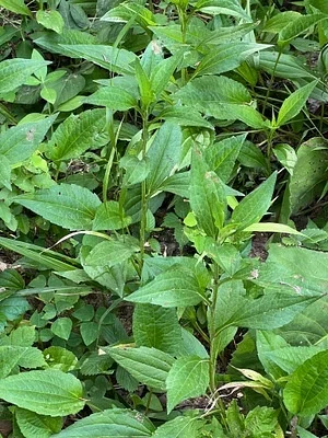 Photo of Rudbeckia palustris taken at Kitchens