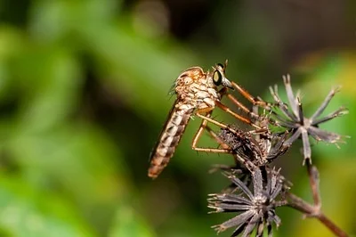 Photo of Diogmites salutans taken at Kissimmee Bend State Forest