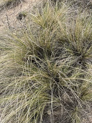 Photo of Hesperostipa neomexicana taken at Hogback Area Of Critical Environmental Concern