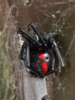 Photo of Southern Black Widow (Latrodectus mactans) taken at Rock Hawk Effigy & Trails