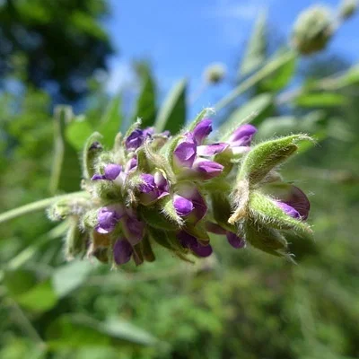 Photo of Leatherroot (Hoita macrostachya) taken at Farmersville