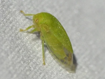 Photo of Atymna querci taken at State Game Lands Number 186