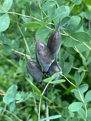 Photo of Baptisia aberrans taken at Coffee County