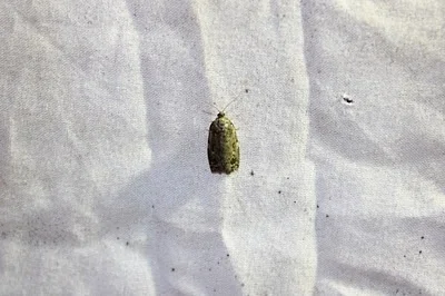 Photo of Spruce Budworm (Choristoneura fumiferana) taken at Herman Vogler Conservation Area