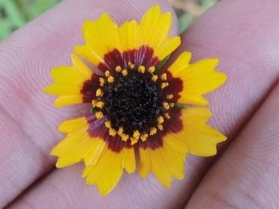 Photo of Coreopsis basalis taken at William Goodrich Jones State Forest