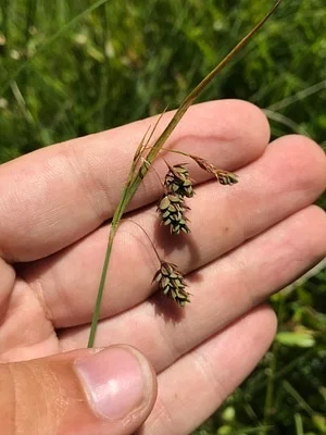Photo of Bog Sedge (Carex magellanica) taken at Mallard Lake Wma