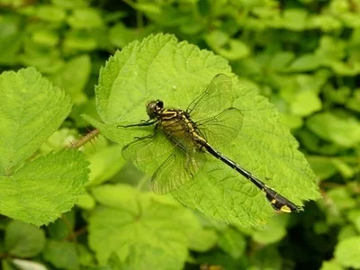 Photo of Cobra Clubtail (Gomphurus vastus) taken at Eidolon Nature Preserve