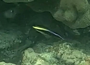 Photo of Labroides phthirophagus taken at Kakahaiʻa National Wildlife Refuge