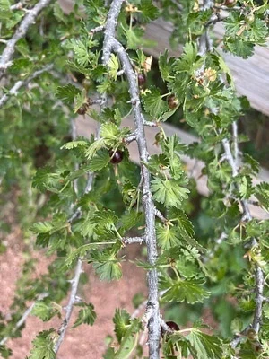 Photo of Trumpet Gooseberry (Ribes leptanthum) taken at Alamosa County
