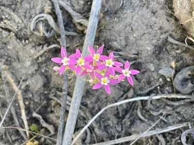 Photo of Zeltnera trichantha taken at Las Posadas State Forest