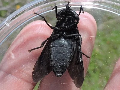 Photo of Black Horse Fly (Tabanus atratus) taken at Kadoka