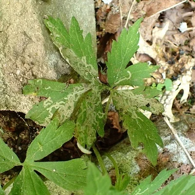 Photo of Phytomyza nemophilae taken at Vinzenz Lausmann Memorial State Natural Area