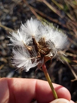 Photo of Prickly Goldenfleece (Urospermum picroides) taken at San Marcos Foothills Preserve