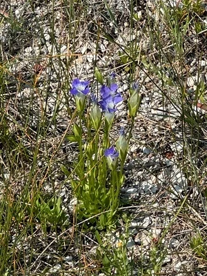 Photo of Gentianopsis thermalis taken at Neota Wilderness