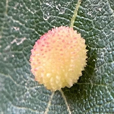 Photo of Acraspis quercushirta taken at Swift County