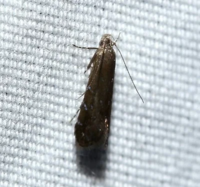 Photo of Strobisia iridipennella taken at Bourbon County