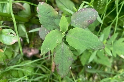 Photo of Touch-Me-Not (Impatiens noli-tangere) taken at Kachemak City