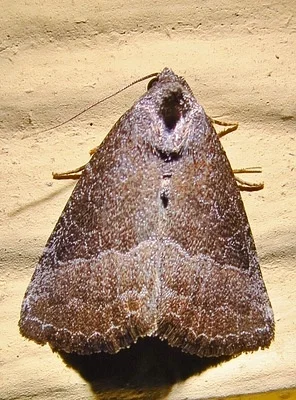 Photo of Common Pinkband (Ogdoconta cinereola) taken at Talty