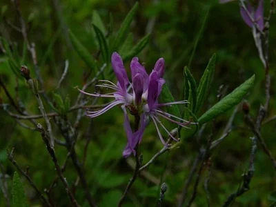 Photo of Rhodora (Rhododendron canadense) taken at Dixon R. Miller Recreation Area