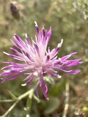 Photo of Diffuse-Spotted Knapweed Hybrid (Centaurea psammogena) taken at Brockway Mountain Conservation And Recreation Area