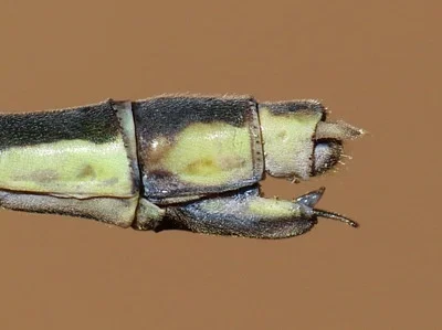 Photo of Elegant Spreadwing (Lestes inaequalis) taken at Burton Village