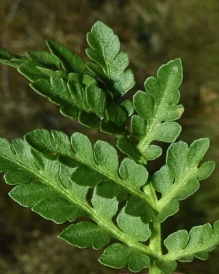 Photo of Leathery Grapefern (Sceptridium multifidum) taken at Chisholm Valley Wma