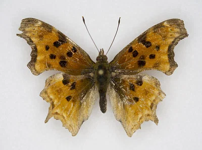 Photo of Satyr Comma (Polygonia satyrus) taken at Livingston