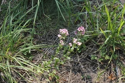 Photo of Centaury (Centaurium erythraea) taken at Lummi Island Natural Resources Conservation Area
