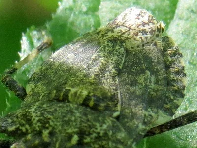 Photo of Brochymena arborea taken at Indian Mound County Park