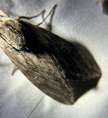 Photo of Incense Cedar Sphinx (Sphinx libocedrus) taken at Freer