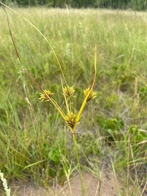 Photo of Cyperus schweinitzii taken at Castle Rock County Park