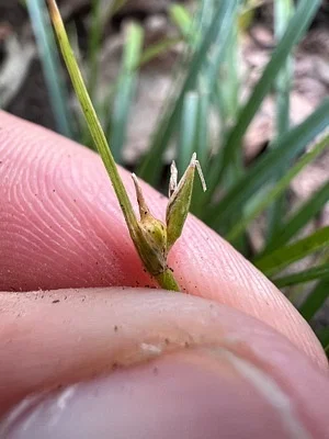 Photo of James' Sedge (Carex jamesii) taken at Henry Horton State Park