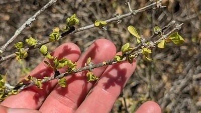 Photo of Citharexylum brachyanthum taken at Lower Rio Grande Valley National Wildlife Refuge