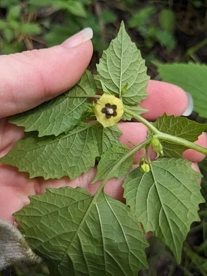 Photo of Physalis cordata taken at Gladys E. Douglas Preserve