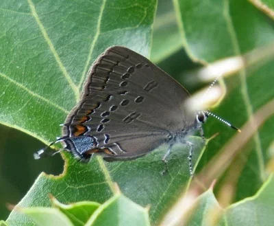 Photo of Edward'S Hairstreak (Satyrium edwardsii) taken at Willey Township