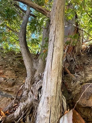 Photo of Lyonothamnus floribundus taken at Miguelito County Park