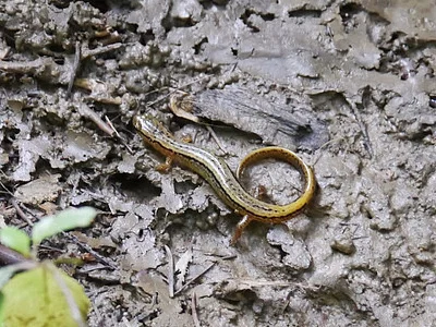 Photo of Two-Lined Salamander (Eurycea bislineata) taken at Village Of Tully