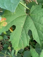 Phyllocnistis vitifoliella