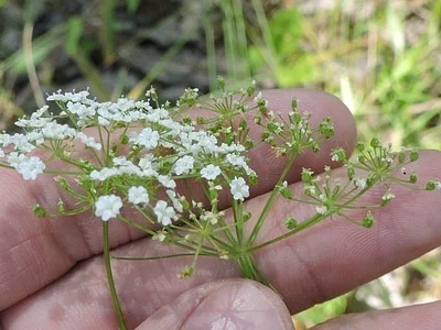 Photo of Ozark Bishop'S-Weed (Ptilimnium nuttallii) taken at Mindenmines